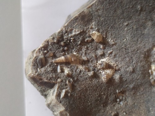 Fossile gastéropodes - fossile, de