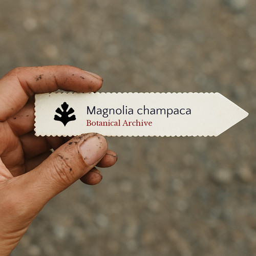 Magnolia champaca seeds - magnolia,