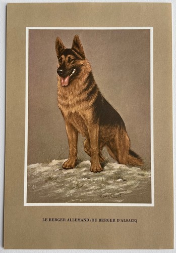 The german shepherd breed dogs - the,
