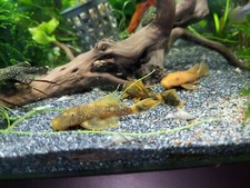 Ancistrus gold et Ida16