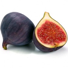 Ficus carica 'Noire de Bellone' - Figuier comestible Sultane