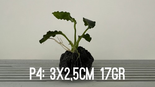 Plante aquarium anubias nana - 1,