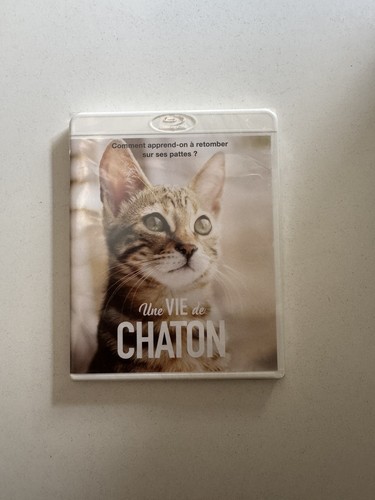 Une vie chaton blu - chaton,