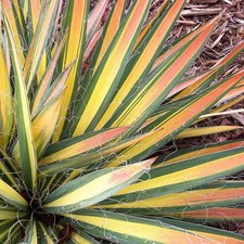 Yucca filamentosa 'Color