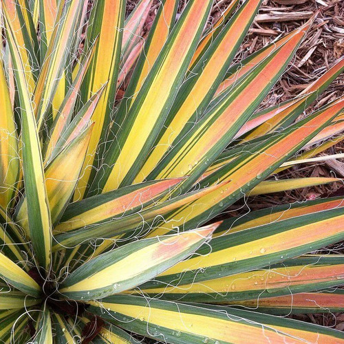 Yucca filamentosa color - yucca,