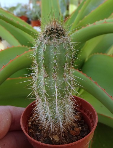 Armatocereus cartwrightianus - armatocereus,