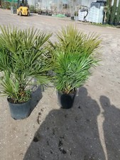 PLANTE CHAMEROPS UMILIS