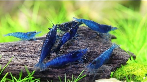 Lot 2 crevettes - 10,