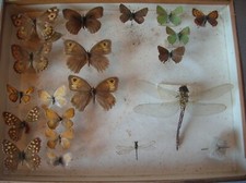 Ancienne vitrine boîte