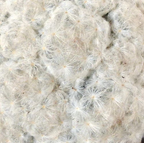 Mammillaria plumosa 100 seeds - plumosa,