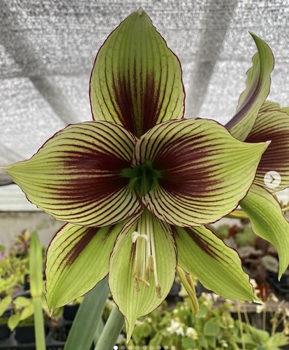 Rare hippeastrum papilio - rare,
