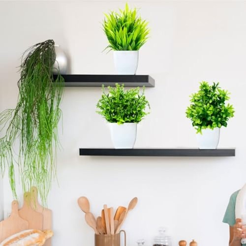 Plantes décoratives compactes