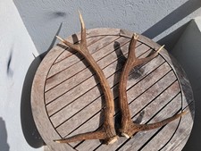 Paire de bois de cerf 6 cors 