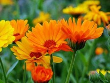 150 Graines de Soucis -