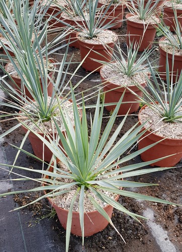 Yucca rostrata conteneur de - rostrata,