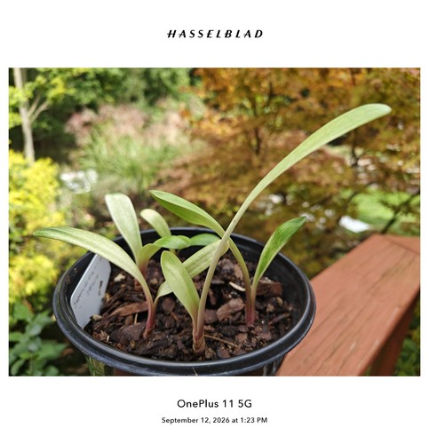 Lob clivia seedlings - lob,