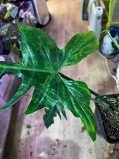 Philodendron Golden Dragon Mint – Plante rare à feuillage sculpté