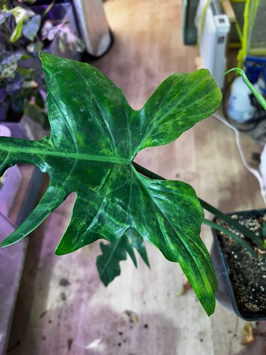 Philodendron golden dragon - golden,