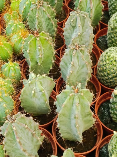 Plantes cactus stenocereus - plantes,