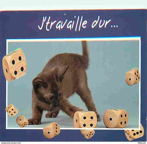 Carte postale animaux - carte,