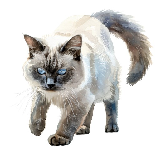 Autocollants ragdoll chat - 6, x