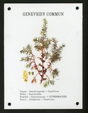 PLAQUE ÉMAILLÉE : GENEVRIER