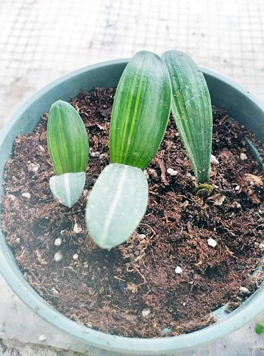 Golden thread variegated - golden,