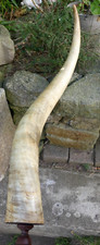 Watusi Large Cowhorn Curiosity Item? water gourd mounted africa