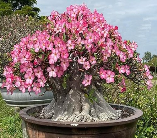 Graines adenium arabicum - 4,