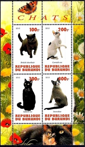 Chats british shorthair - chats,