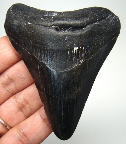 Megalodon shark tooth real - shark,