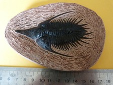 Moulage de trilobite