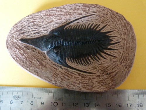 Moulage trilobite - de,