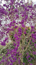 Callicarpa bodinieri