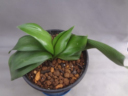Clivia miniata suzume - miniata, 'suzume’