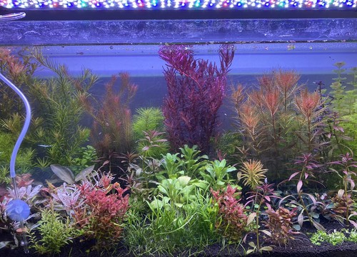 Promo lot plantes - 20, aquarium
