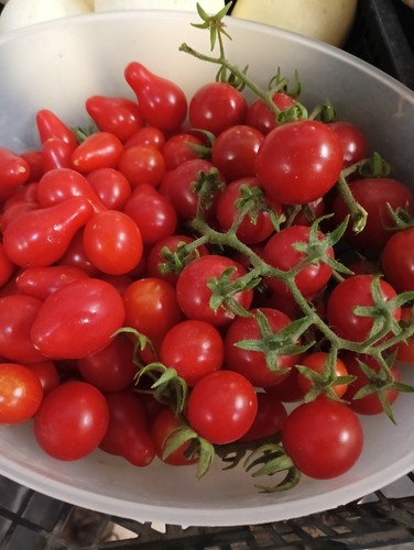 300 graines tomates - +300,