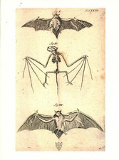 Cabinet of Curiosity Board Poster A3 Animal Anatomy Skeleton Bat