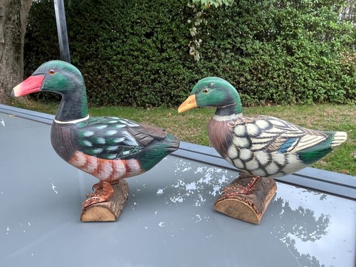 Canards col vert - canards, a