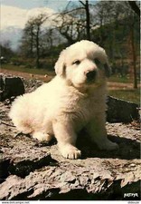 Carte Postale - Animaux -