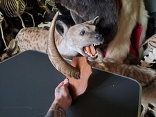 Corne de chèvre sur écusson