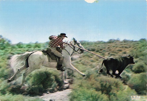 Camargue manade cacharel - manade,