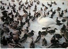 Animaux - Oiseaux - Cygnes - Knokke - Zoute - Réserve Ornithologique du Zwin - Z