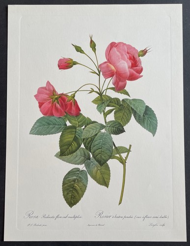 Botanique rosier boutons - rosier,