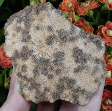 A identifier Corail Agatisé 