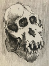 Belle Gravure  Tête De Singe