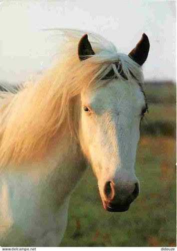 Carte postale animaux - carte,