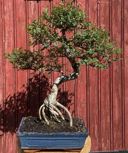 Bonsaï orme chine - chine, zelkova