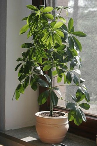 Graines schefflera - 3,