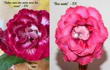 Jeune plant de gloxinia